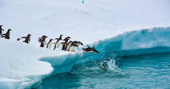 Penguins One After Another Funny Jump Into The Blue Water From A Snow-white Iceberg, Antarctica